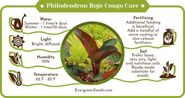 Philodendron rojo congo care infographic