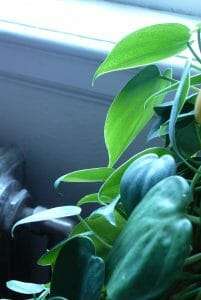 Philodendron lupinum grow