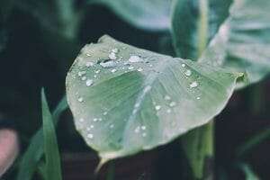 Philodendron lupinum humidity needs