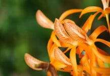 Dendrobium unicum care tips