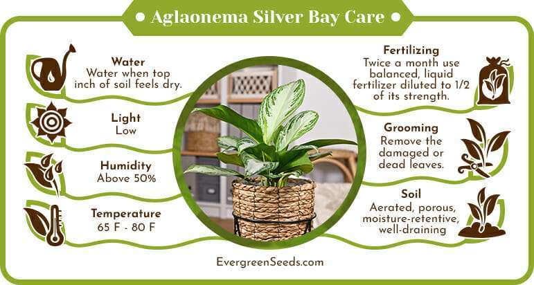 Aglaonema silver bay care infographic