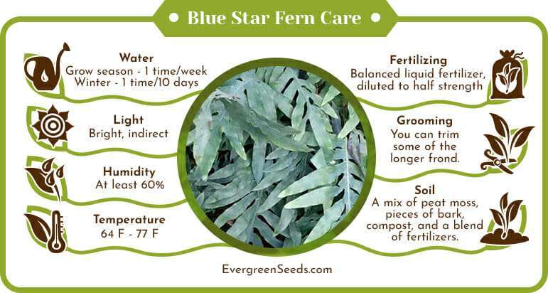 Blue star fern care infographic