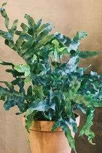 Blue star fern plant