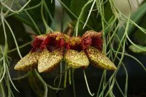 Bulbophyllum frostii care