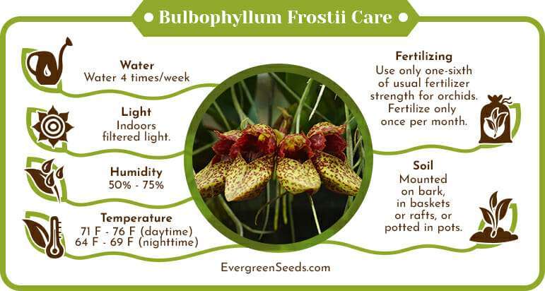 Bulbophyllum frostii care infographic