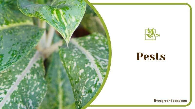 Get Rid of Pests Problems on Aglaonema Silver Bay