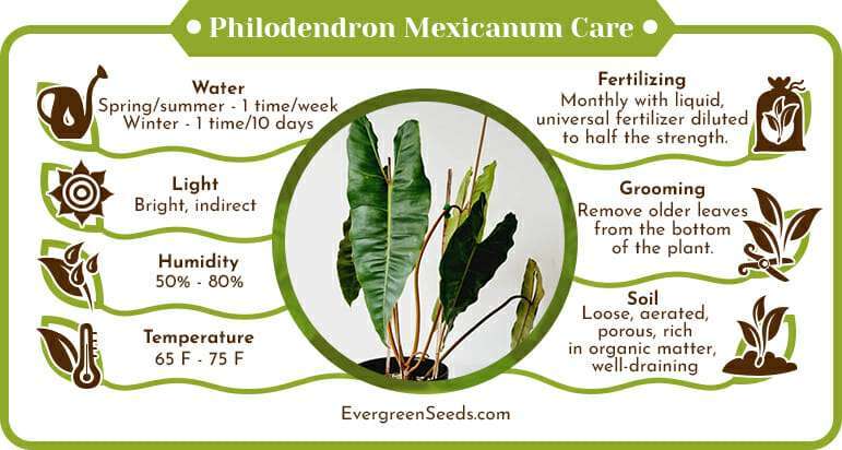 Philodendron mexicanum care infographic