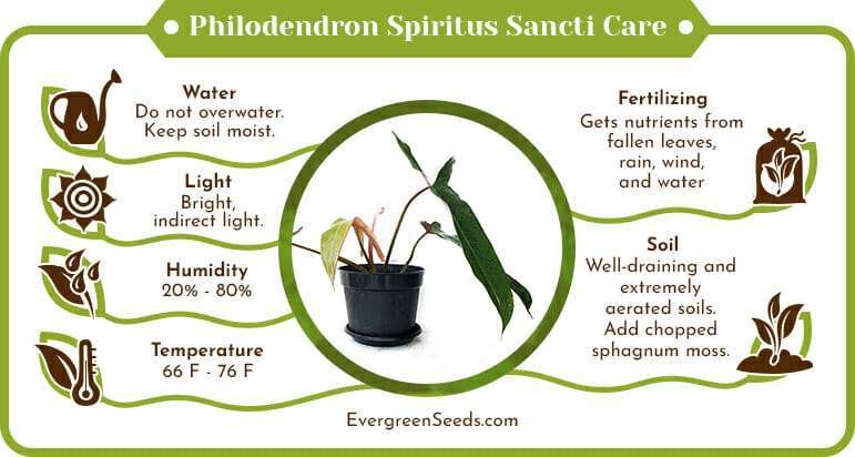 Philodendron spiritus sancti care infographic