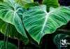 Philodendron gigas care guide 1