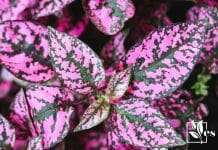 Polka dot plant care guide 1