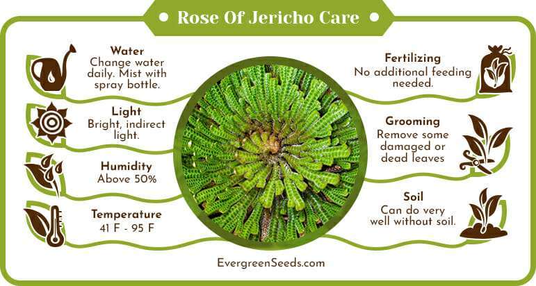 Rose of jericho care infographic