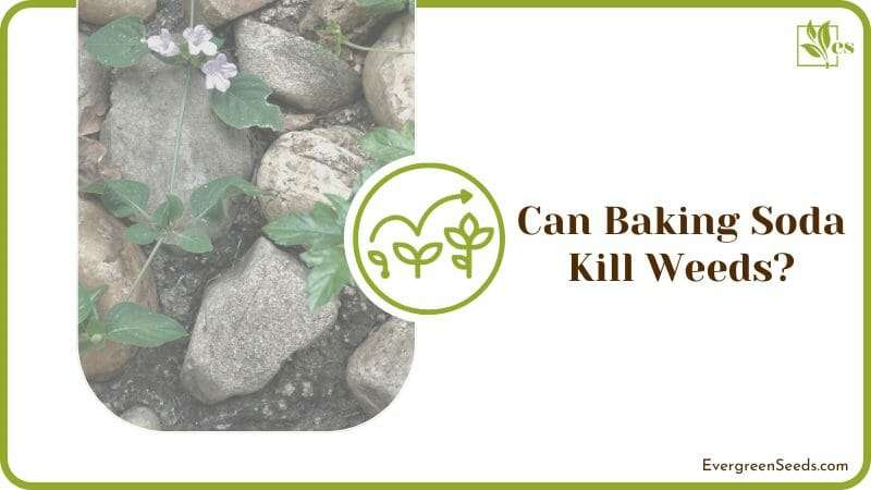 Can Baking Soda Kill Weeds