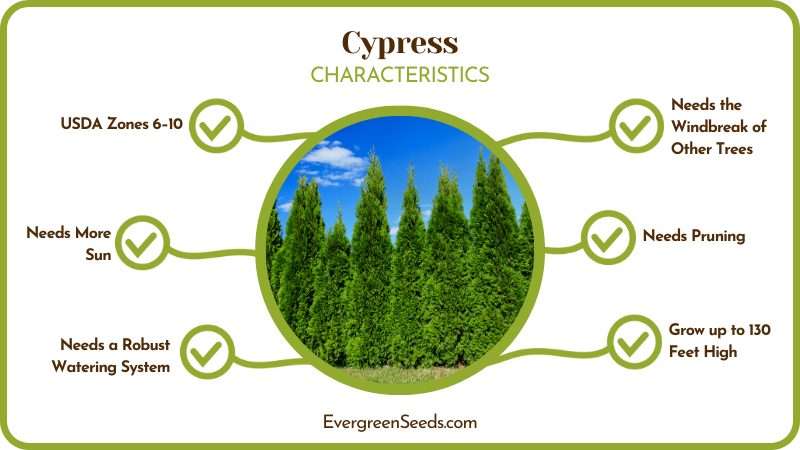 Cypress Landscape