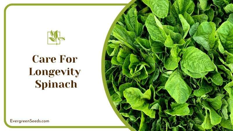 Green longevity spinach