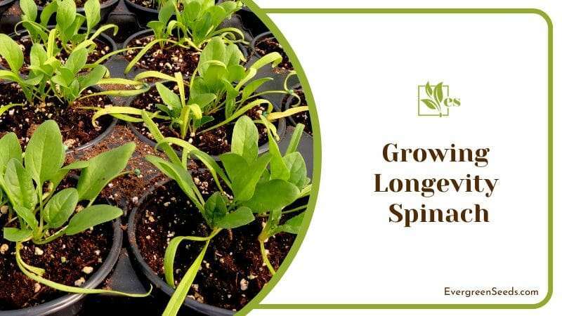 Grow Longevity Spinach Indoors