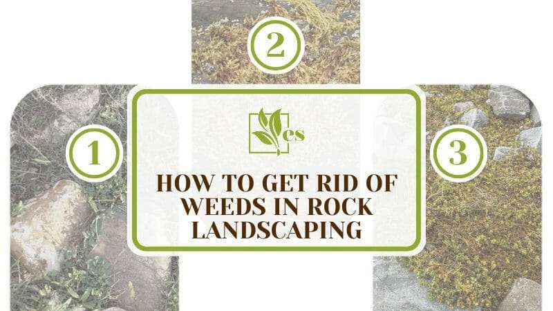 How To Get Rid of Weeds in Rock Landscaping
