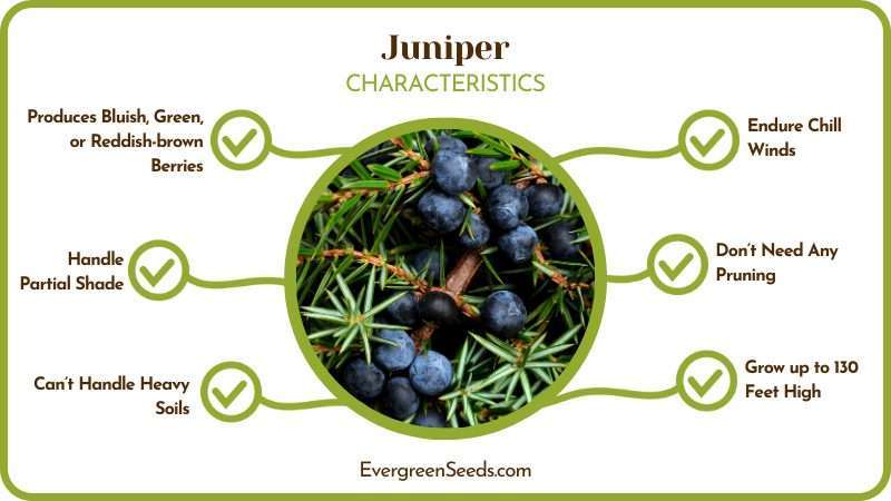 Juniper Characteristics