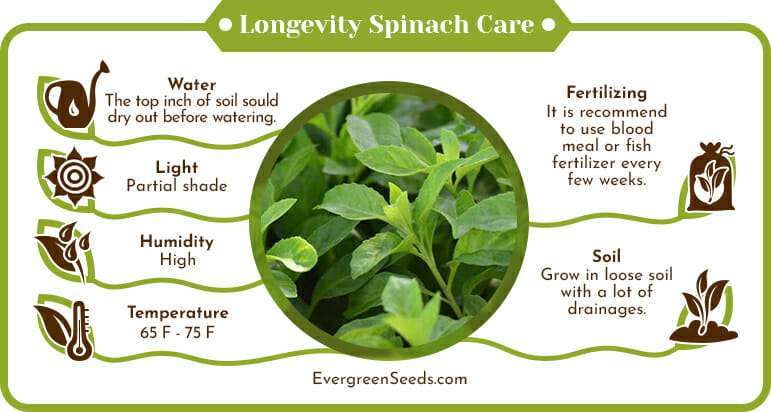 Longevity spinach care infographic