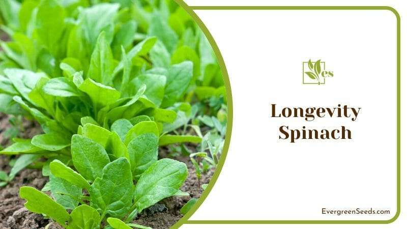Longevity spinach garden