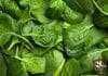 Longevity spinach known as gyunura procumbens