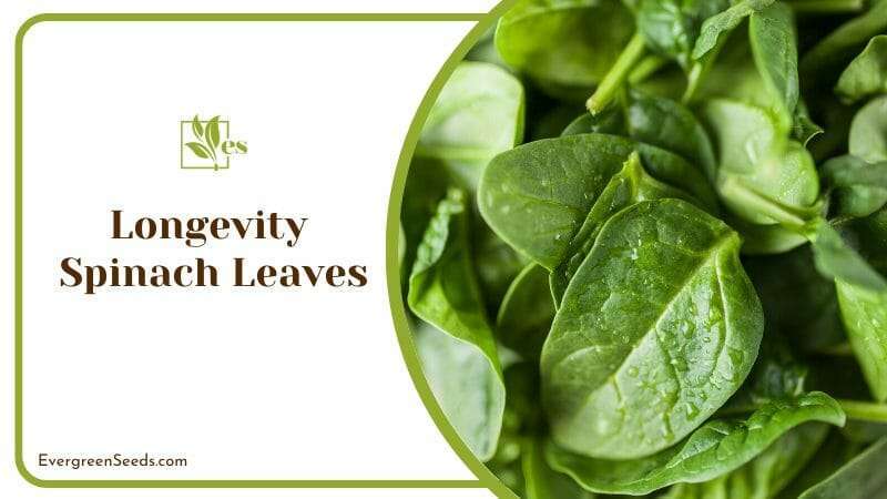 Longevity spinach leaves