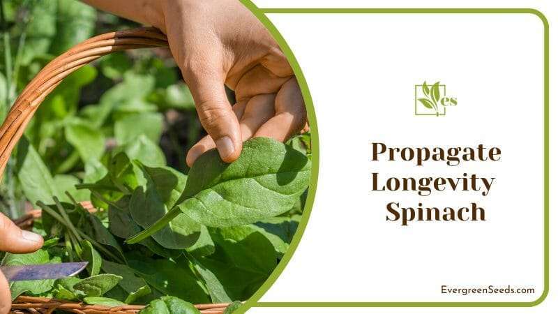 Propagate Longevity Spinach