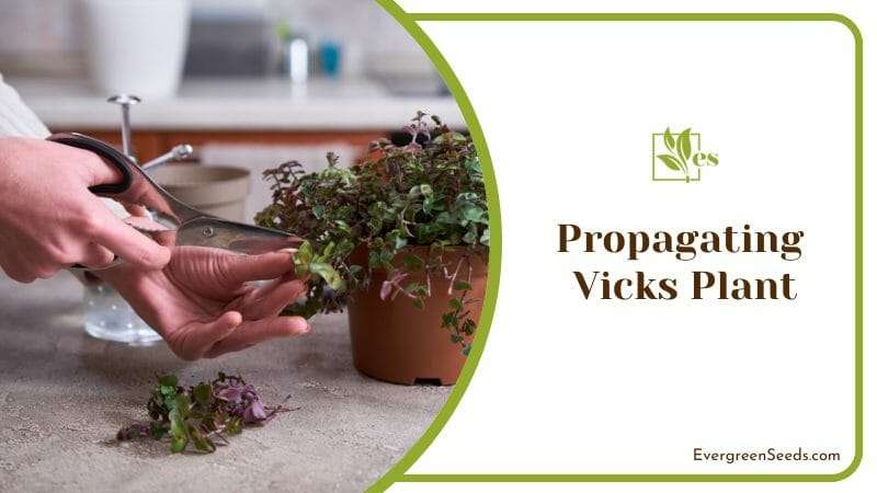 Propagate a Vicks Plant
