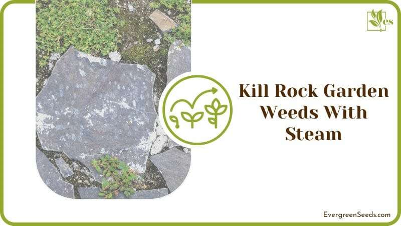 Remove weeds in rock