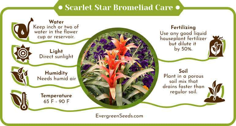 Scarlet Star Bromeliad: Grow & Care Tips From Expert Gardeners