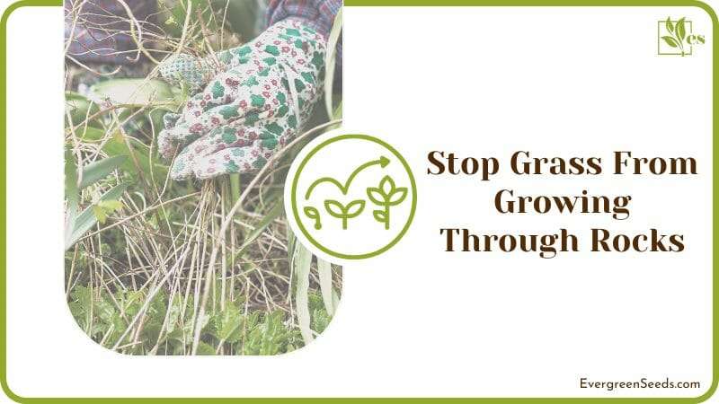 Stop Grass From Growing Through Rocks