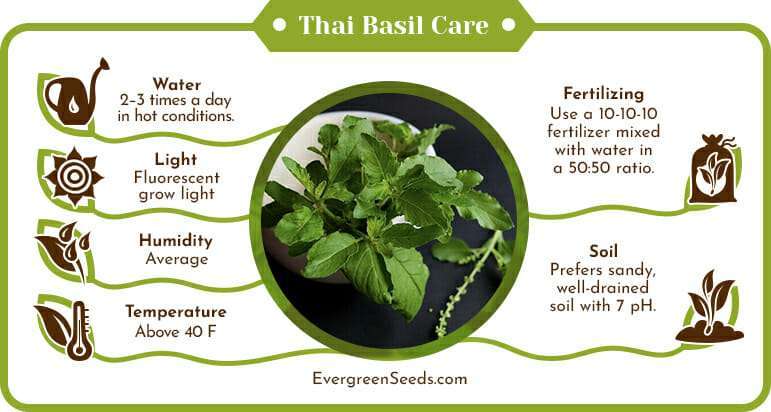 Thai basil care infographic