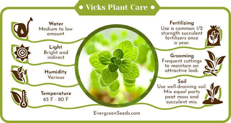 Vicks plant care infographic