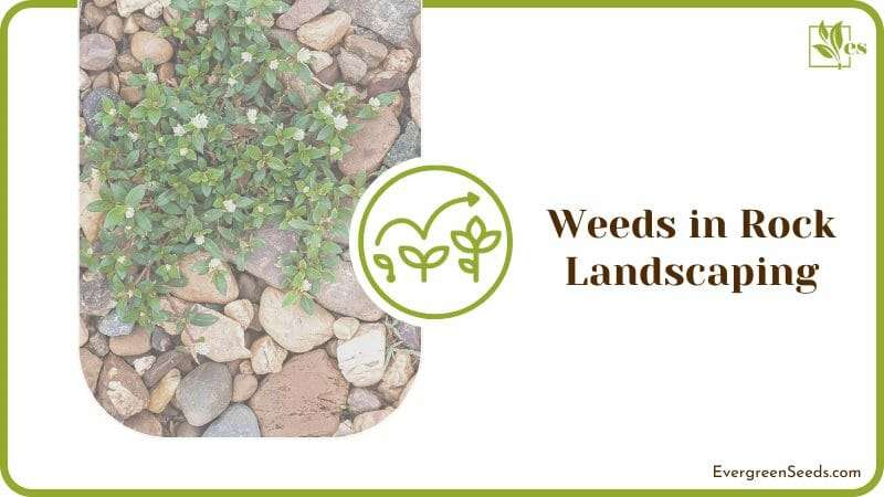 Weeds in Rock Landscaping