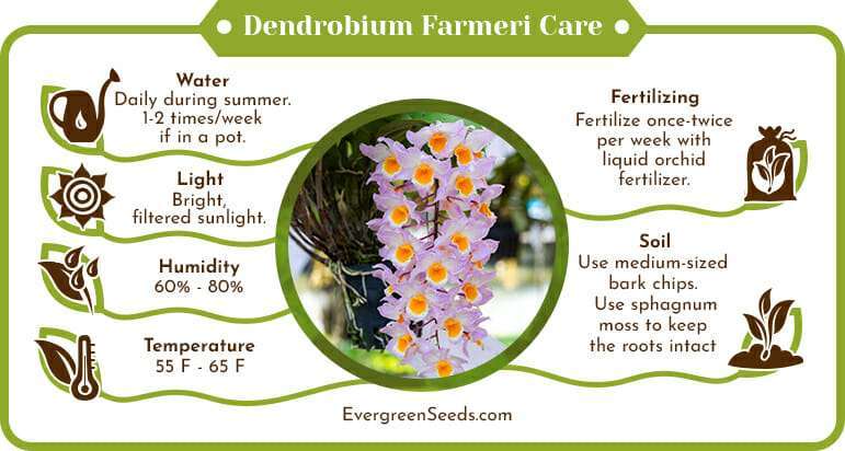 Dendrobium farmeri care infographic