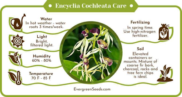 Encyclia cochleata care infographic