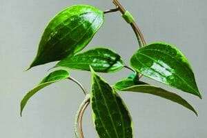 Hoya macrophylla care tips