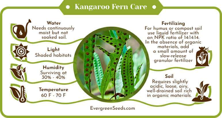 Kangaroo fern care infographic