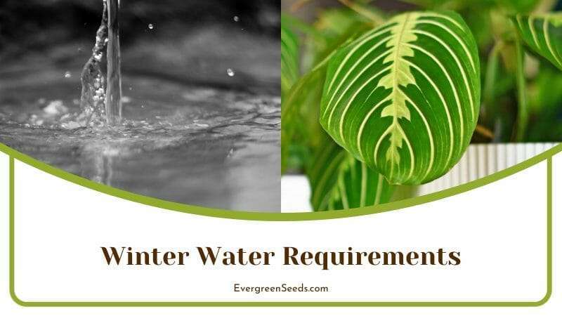 Maranta Water Requirements on Winter