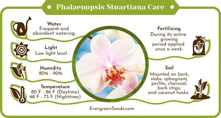 Phalaenopsis stuartiana care infographic