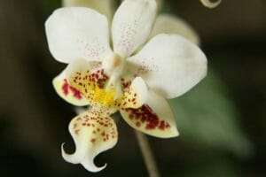 Phalaenopsis stuartiana flower