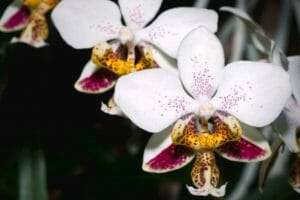 Phalaenopsis stuartiana soil requirement