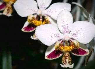 Phalaenopsis stuartiana soil requirement