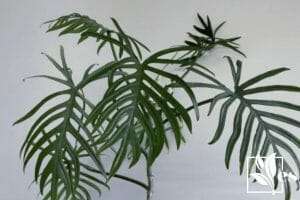 Philodendron tortum tips and tricks