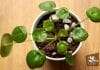 Pilea Microphylla Tips and Tricks 1