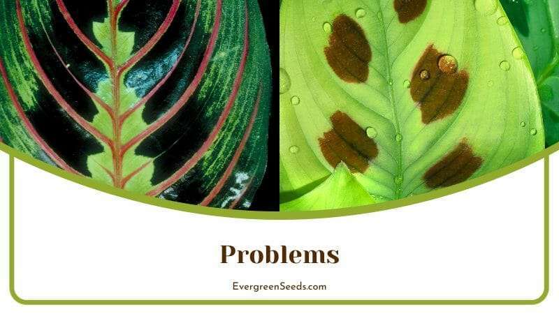 Problems of Maranta Plants