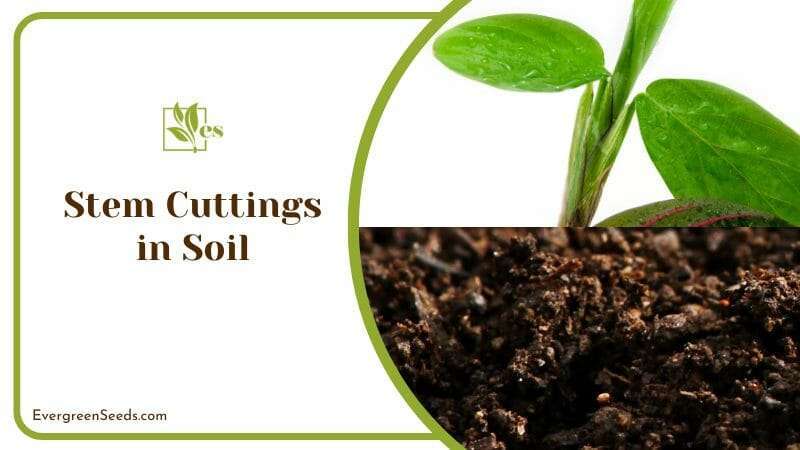 Stem Cuttings in Soil for Maranta
