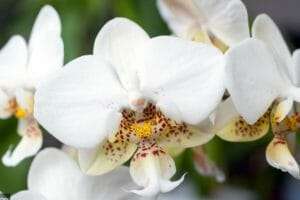 How to take care of phalaenopsis stuartiana
