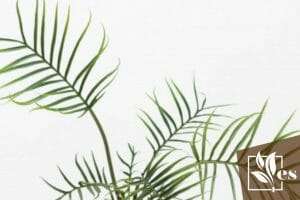 How to take care of philodendron tortum