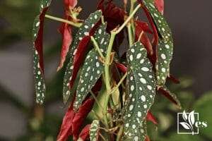 Begonia Maculata - polka dot begonia