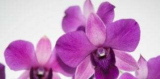 Dendrobium Phalaenopsis Beginner Friendly Orchid